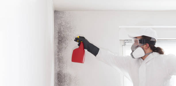 Best White Mold Remediation in Surfside, FL
